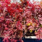 Javor dlaňovitolisý (Acer palmatum) ‘ORANGEOLA’ - výška 20-30 cm, kont. C3L
