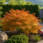 Javor dlaňovitolisý (Acer palmatum) ‘ORANGEOLA’ - výška 20-30 cm, kont. C3L