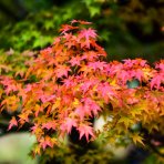 Javor dlaňovitolisý (Acer palmatum) ‘ORANGEOLA’ - výška 20-30 cm, kont. C3L