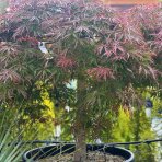 Javor dlaňolistý (Acer palmatum) ´ATROPURPUREUM´ - výška: 120-150 cm, priemer koruny: 175-200cm, kont. C230/285L - EXEMPLÁR