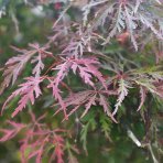 Javor dlaňolistý (Acer palmatum) ´ATROPURPUREUM´ - výška: 120-150 cm, priemer koruny: 175-200cm, kont. C230/285L - EXEMPLÁR