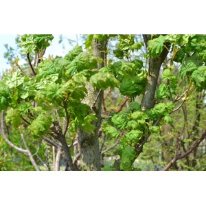 Javor mliečny (Acer platanoides) ´BESKID´ - výška 150-170 cm, obvod kmeňa 4/6 cm, kont. C7.5L 