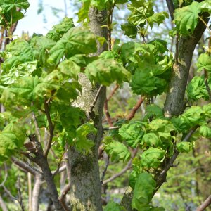 Javor mliečny (Acer platanoides) ´BESKID´ - výška 150-170 cm, obvod kmeňa 4/6 cm, kont. C7.5L 