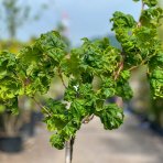 Javor mliečny (Acer platanoides) ´BESKID´ - výška 150-170 cm, obvod kmeňa 4/6 cm, kont. C7.5L 