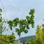 Javor mliečny (Acer platanoides) ´BESKID´ - výška 150-170 cm, obvod kmeňa 4/6 cm, kont. C7.5L 