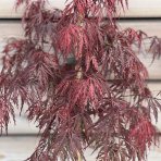 Javor dlaňolistý (Acer palmatum) ´GARNET´ - výška 50-60 cm, kont. C5L