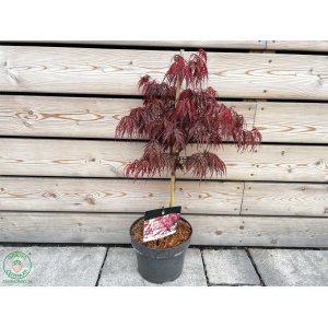 Javor dlaňolistý (Acer palmatum) ´GARNET´ - výška 50-60 cm, kont. C5L