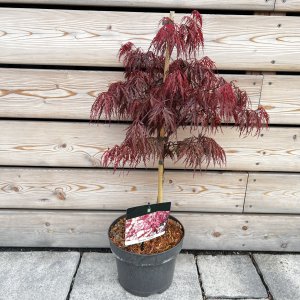 Javor dlaňolistý (Acer palmatum) ´GARNET´ - výška 50-60 cm, kont. C5L