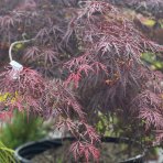 Javor dlaňolistý (Acer Palmatum) ´INABASHIDARE´- výška:120-150 cm, obvod kmeňa 22/24 cm, kont. C230/285L - EXEMPLÁR