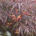 Javor dlaňolistý (Acer Palmatum) ´INABASHIDARE´- výška:120-150 cm, obvod kmeňa 22/24 cm, kont. C230/285L - EXEMPLÁR