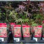 Javor dlaňolistý (Acer palmatum) ´ATROPURPUREUM´ - výška 30-40 cm, kont. C1L 