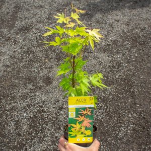Javor dlaňolistý (Acer palmatum) ´ORANGE DREAM´ - výška: 20-50 cm, kont. C2L