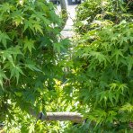 Javor dlaňolistý (Acer palmatum) ´DISSECTUM VIRIDIS´ - výška: 160-180 cm, obvod kmeňa 18/20 cm, kont. C55L - BONSAJ