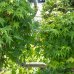 Javor dlaňolistý (Acer palmatum) ´DISSECTUM VIRIDIS´ - výška: 160-180 cm, kont. C55L - BONSAJ