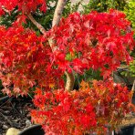 Javor dlaňolistý (Acer palmatum) ´DISSECTUM VIRIDIS´ - výška: 160-180 cm, obvod kmeňa 18/20 cm, kont. C55L - BONSAJ