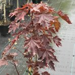 Javor mliečny (Acer platanoides) ´CRIMSON SENTRY´ - výška 90-120 cm, kont. C3L 