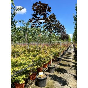 Javor mliečny (Acer platanoides) ´ROYAL RED´ - výška 250-300 cm, obvod kmeňa 8/10 cm, kont. C35L