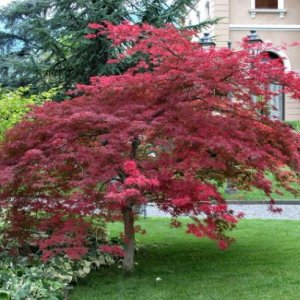 Javor dlaňolistý (Acer palmatum) ´ATROPURPUREUM´ - výška: 120-150 cm, priemer koruny: 175-200cm, kont. C230/285L - EXEMPLÁR