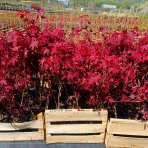 Javor dlaňolistý (Acer palmatum) ´ATROPURPUREUM´ - výška 50-70 cm, kont. C2L
