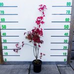 Javor dlaňolistý (Acer palmatum) ´ATROPURPUREUM´ - výška 50-70 cm, kont. C2L