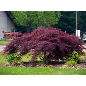 Javor dlaňolistý (Acer palmatum) ´ATROPURPUREUM´ - výška: 120-150 cm, priemer koruny: 175-200cm, kont. C230/285L - EXEMPLÁR