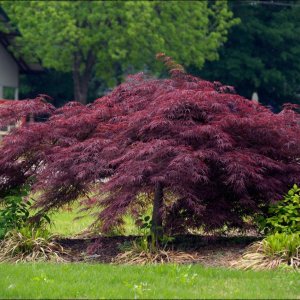 Javor dlaňolistý (Acer palmatum) ´ATROPURPUREUM´ - výška: 120-150 cm, priemer koruny: 175-200cm, kont. C230/285L - EXEMPLÁR