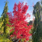 Javor freemanov (Acer Freemanii) (JEFFERSRED) ´AUTUMN BLAZE´® - výška 250-300 cm, C150L - VIACKMENNÝ