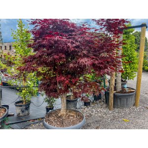 Javor dlaňolistý (Acer palmatum) ´BLOODGOOD´ - výška 170-200 cm, kont. C90L, obvod kmeňa 25/30 cm - BONSAJ