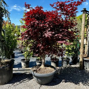 Javor dlaňolistý (Acer palmatum) ´BLOODGOOD´ - výška 170-200 cm, kont. C90L - BONSAJ