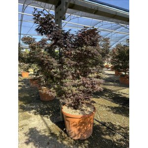 Javor dlaňolistý (Acer palmatum) ´BLOODGOOD´ výška 170-200 cm, kont. C110L 