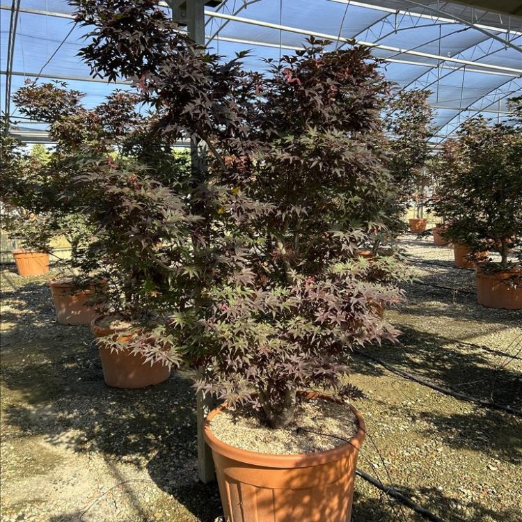 Javor dlaňolistý (Acer palmatum) ´BLOODGOOD´ výška 170-200 cm, kont. C110L 
