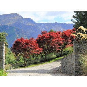 Javor dlaňolistý (Acer palmatum) ´BLOODGOOD´ - výška 125-150 cm, kont. C25L