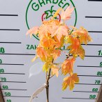Javor horský (Acer pseudoplatanus) ´BRILLIANTISSIMUM´ – výška 120–130 cm, kont. C5, na kmienku