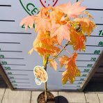 Javor horský (Acer pseudoplatanus) ´BRILLIANTISSIMUM´ – výška 120–130 cm, kont. C5, na kmienku