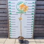 Javor horský (Acer pseudoplatanus) ´BRILLIANTISSIMUM´ – výška 120–130 cm, kont. C5, na kmienku