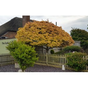 Javor horský (Acer pseudoplatanus) ´BRILLANTISSIMUM´ - výška 150-180 cm, obvod kmeňa 4/6 cm kont. C7.5L 