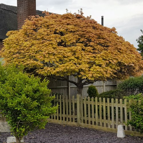 Javor horský (Acer pseudoplatanus) ´BRILLANTISSIMUM´ - výška 150-180 cm, obvod kmeňa 4/6 cm kont. C7.5L 