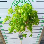 Javor mliečny (Acer platanoides) ‘GLOBOSUM’ - výška 120-130 cm, kont. C5L - NA KMIENKU