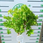 Javor mliečny (Acer platanoides) ‘GLOBOSUM’ - výška 120-130 cm, kont. C5L - NA KMIENKU