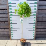 Javor mliečny (Acer platanoides) ‘GLOBOSUM’ - výška 120-130 cm, kont. C5L - NA KMIENKU