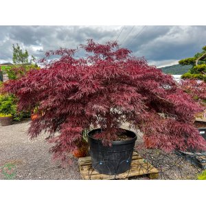Javor dlaňolistý (Acer Palmatum) ´INABASHIDARE´- výška 120-150 cm, obvod kmeňa 22/24 cm, kont. C350L - EXEMPLÁR
