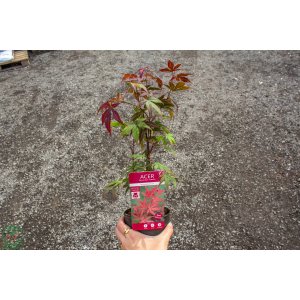 Javor dlaňolistý (Acer palmatum) ´ATROPURPUREUM´ - výška: 30-50 cm, kont. C3L