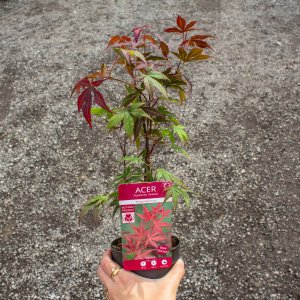 Javor dlaňolistý (Acer palmatum) ´ATROPURPUREUM´ - výška: 20-50 cm, kont. P10.5