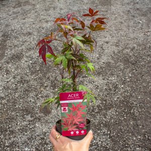 Javor dlaňolistý (Acer palmatum) ´ATROPURPUREUM´ - výška: 30-50 cm, kont. P9