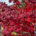 Javor dlaňolistý (Acer palmatum) ´BLOOD GOLD´ - výška 280-330 cm, obvod kmeňa 32/34 cm, kont. C230L 