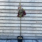 Javor horský (Acer pseudoplatanus) ´BRILLANTISSIMUM´ - výška 150-180 cm, obvod kmeňa 4/6 cm kont. C7.5L 