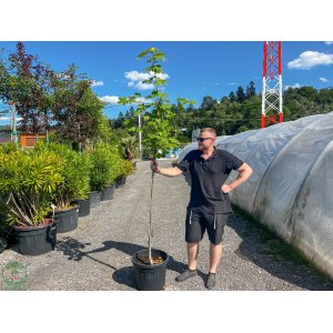 Javor mliečny (Acer platanoides) ´BRUCHEM´ - výška 160-210 cm, obvod kmeňa 4/6 cm, kont. C35L