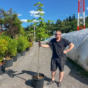 Javor mliečny (Acer platanoides) ´BRUCHEM´ - výška 160-210 cm, obvod kmeňa 4/6 cm, kont. C35L