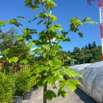 Javor mliečny (Acer platanoides) ´BRUCHEM´ - výška 160-210 cm, obvod kmeňa 4/6 cm, kont. C35L