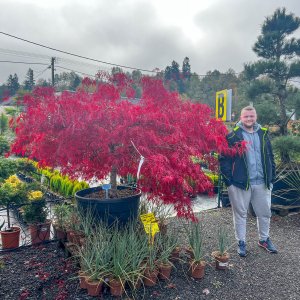 Javor dlaňolistý (Acer Palmatum) ´INABASHIDARE´- výška:120-150 cm, obvod kmeňa 22/24 cm, kont. C230/285L - EXEMPLÁR